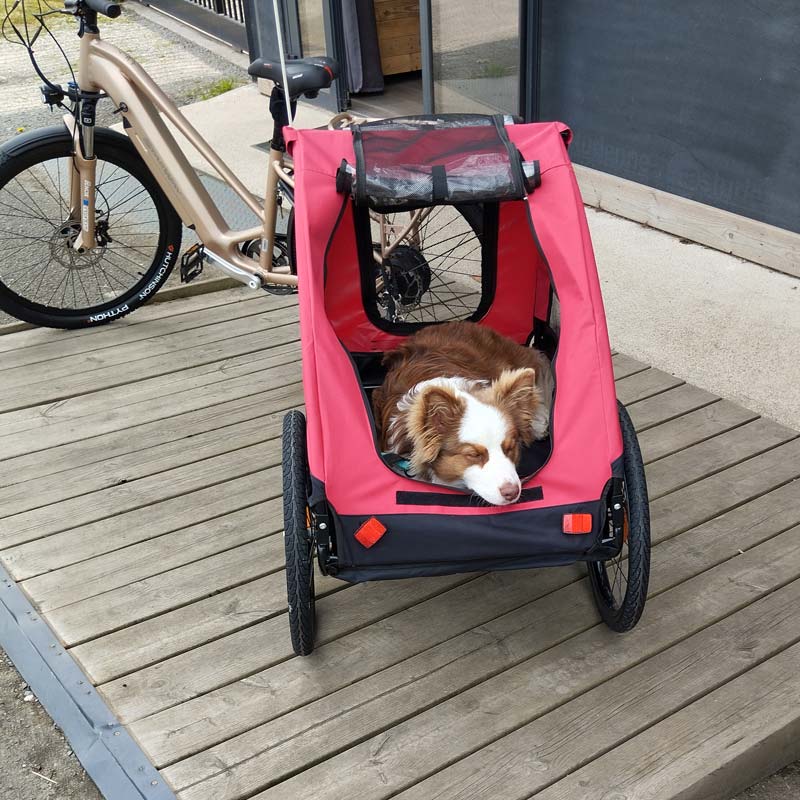 Remorque de vélo pour le transport de votre animal de compagnie