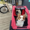 Remorque de vélo pour le transport de votre chien